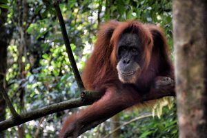 famous orangutan rehabilitation center